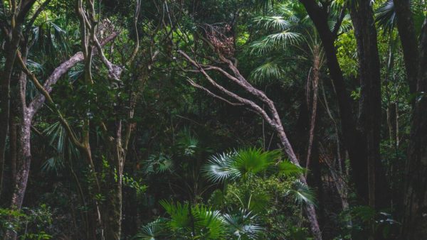 Muyuna Amazon Lodge