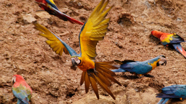 Adventures to Peru | Colorado Clay Lick copy 2 1