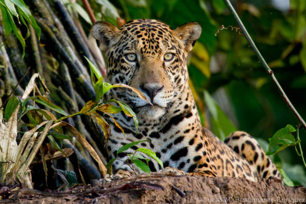 Adventures to Peru | Fauna Mammals Lucas Bustamante 30 1