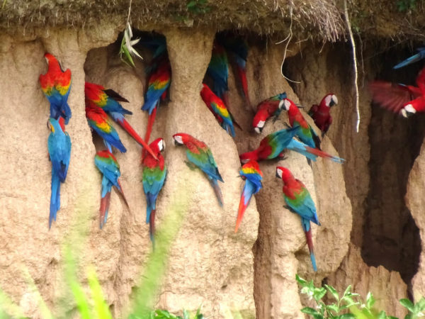 Adventures to Peru | Macaw Clay Lick Chuncho by Carl Safina