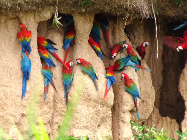 Refugio Amazonas Lodge