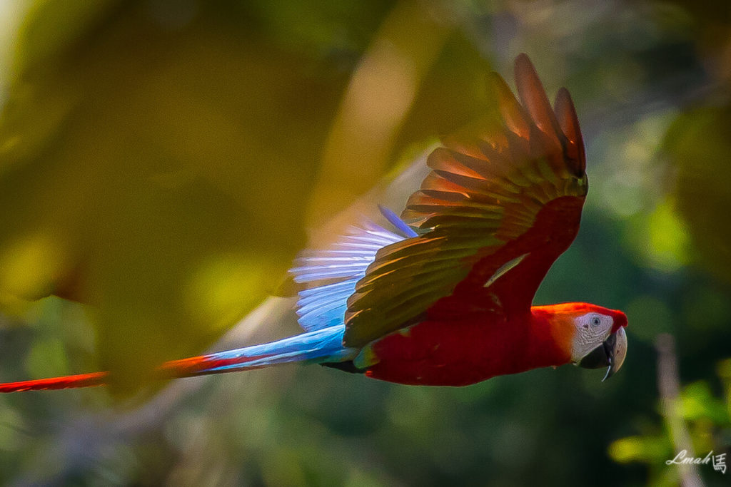 Adventures to Peru | Scarlet Macaws Larry K. Mah