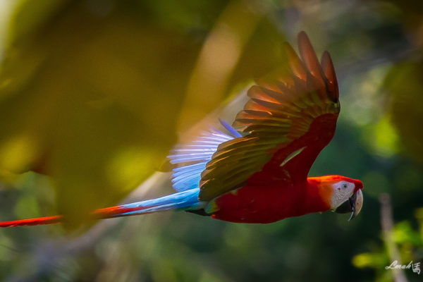 Adventures to Peru | Scarlet Macaws Larry K. Mah