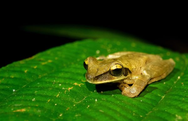 Adventures to Peru | frog up close 1 scaled