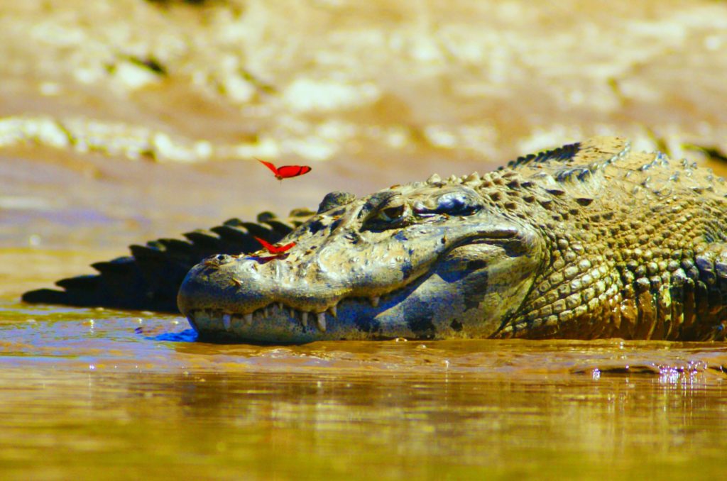 Adventures to Peru | green caiman 1