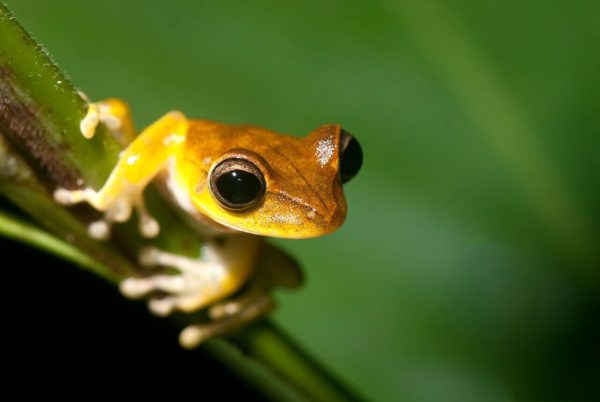 Tambopata Research Center