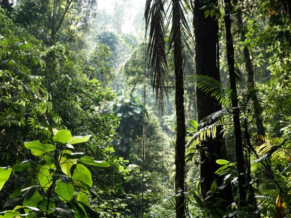 Adventures to Peru | selva foliage 2 1 scaled
