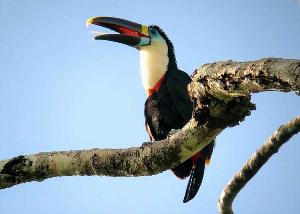 Adventures to Peru | white throated toucan fernando ccoa1