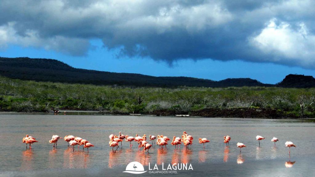 La Laguna Hotel | Adventures to Peru Adventures to Peru | flamengos la laguna 1170x660 1 1024x578 1