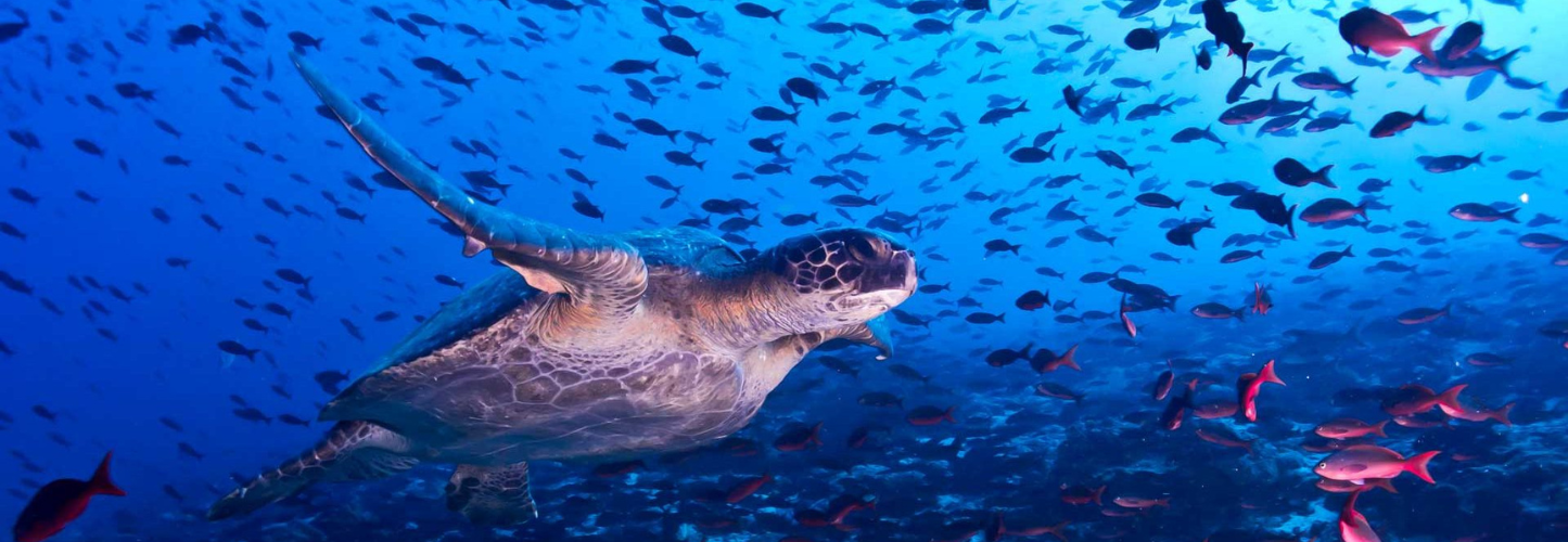 Adventures to Peru | home page 5 e1732724868561